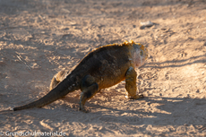 Galapagos-Tiere50.jpg